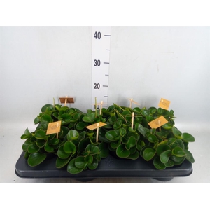 Peperomia obt. 'Obtipan'