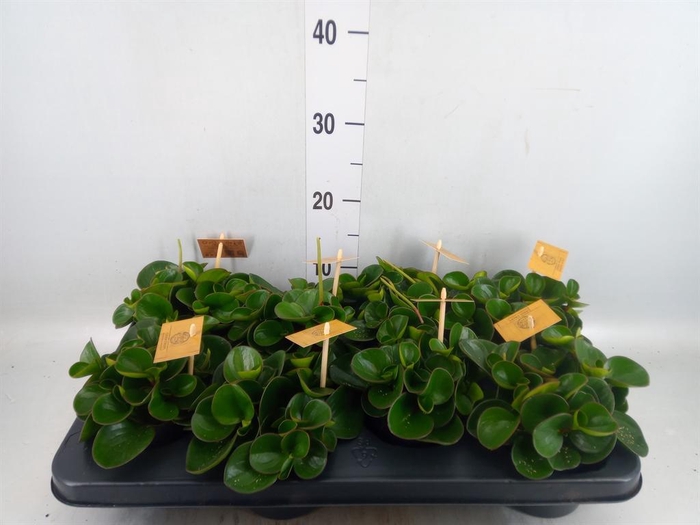<h4>Peperomia obt. 'Obtipan'</h4>
