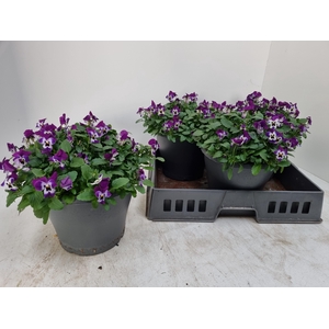 VIO CO EM PURPL FACE