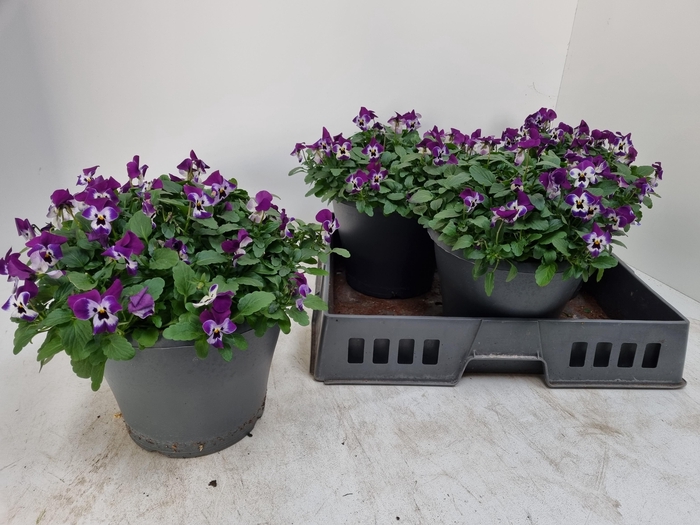 <h4>Vio Co Em Purpl Face</h4>