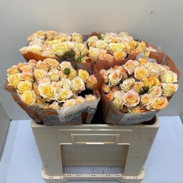 <h4>Rosa TR 'Sweet Chablis' BRAAM</h4>