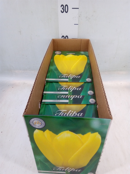 <h4>Tulipa   ...flowerbulbs</h4>