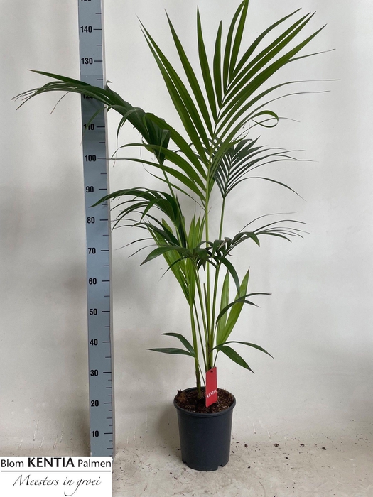 <h4>HOWEA FORSTERIANA</h4>