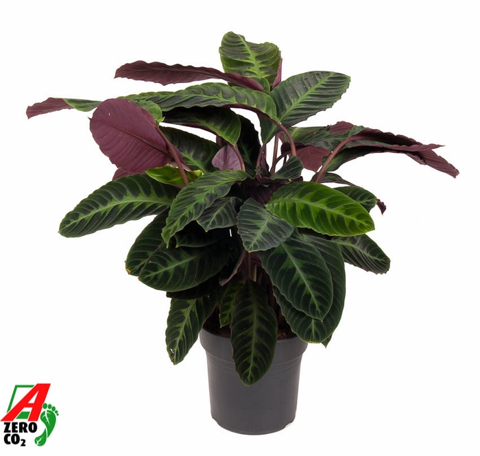 <h4>Calathea Warscewiczii</h4>