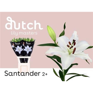 LI OR SANTANDER 2+ ( 60CM)