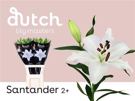 <h4>LI OR SANTANDER 2+ ( 60CM)</h4>