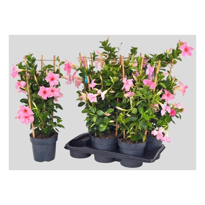 <h4>MANDE SUN CR PINK</h4>