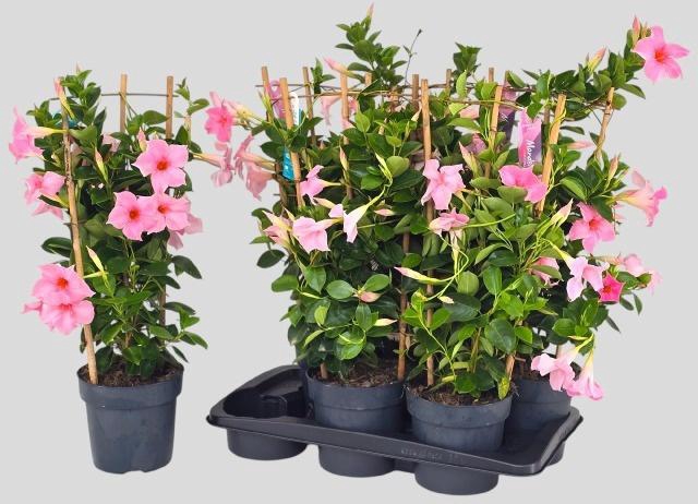 <h4>MANDE SUN CR PINK</h4>