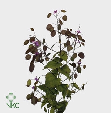 LUNARIA ANN PAARSE P
