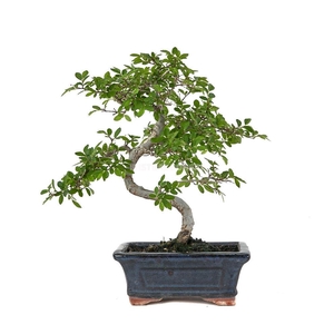 ZELKOVA