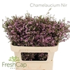 Chamelaucium Nir