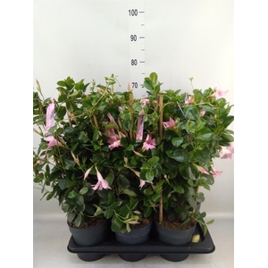 Mandevilla am. 'Sundav Cream Pink'