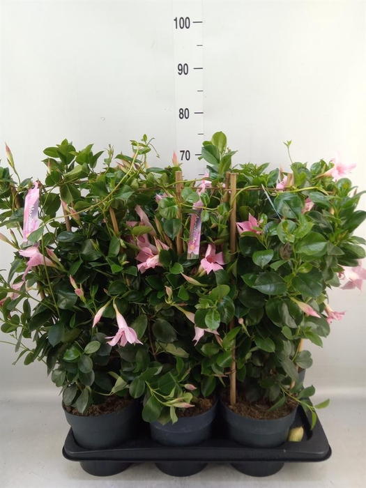 <h4>Mandevilla am. 'Sundav Cream Pink'</h4>