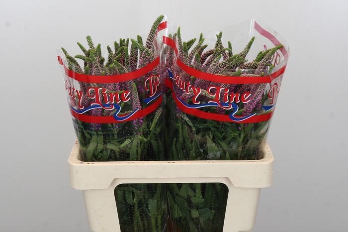 Veronica Skyler Pink