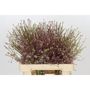 Allium Schubertii