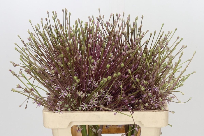 <h4>Allium Schubertii</h4>