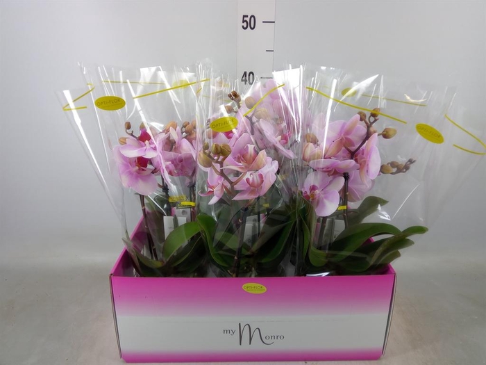 <h4>Phalaenopsis ...rose</h4>