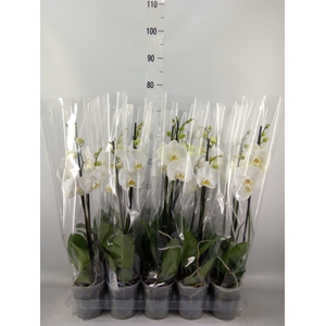 Phalaenopsis   ...