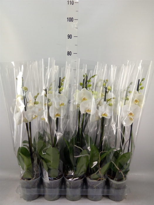 Phalaenopsis   ...