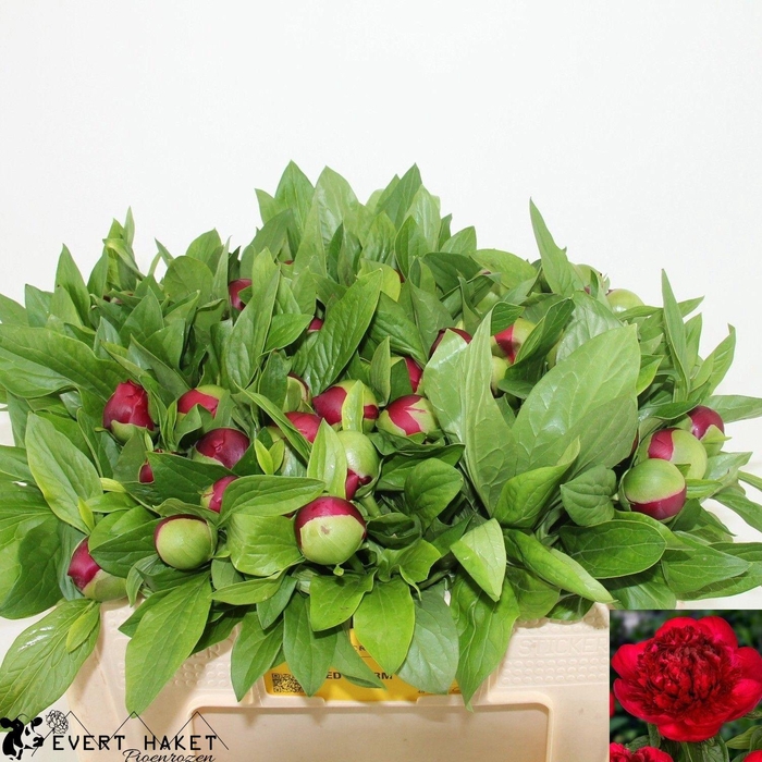 <h4>PAEO RED CHARM</h4>