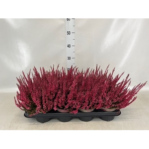 Calluna vulg.   ...