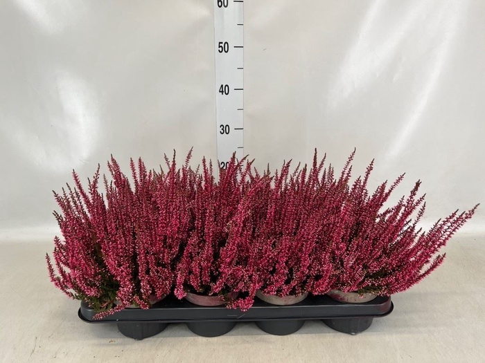 <h4>Calluna vulg.   ...</h4>
