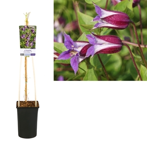 Clematis Prince William PBR +light label