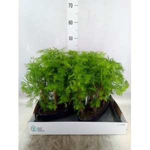 Bonsai   ...
