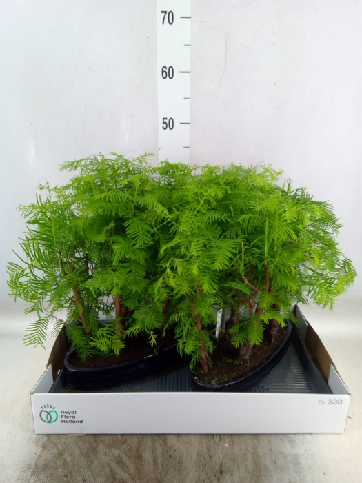 <h4>Bonsai   ...</h4>