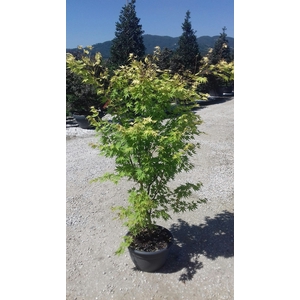 Acer palmatum