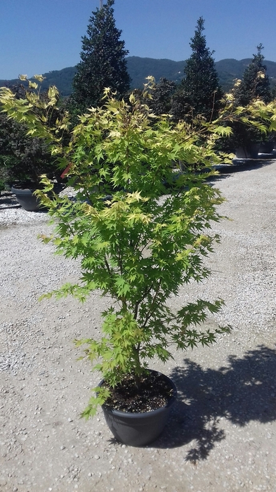 <h4>Acer palmatum</h4>