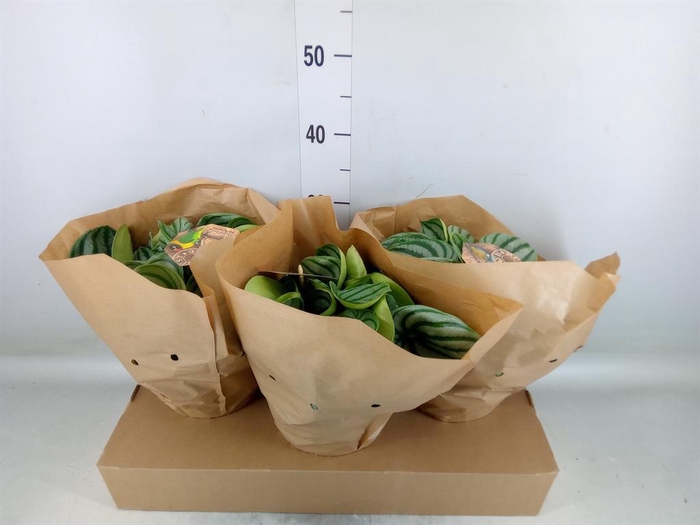 <h4>Peperomia argyreia</h4>