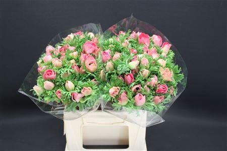 <h4>Anem Zwaar Roze</h4>