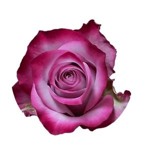 <h4>R GR DEEP PURPLE</h4>