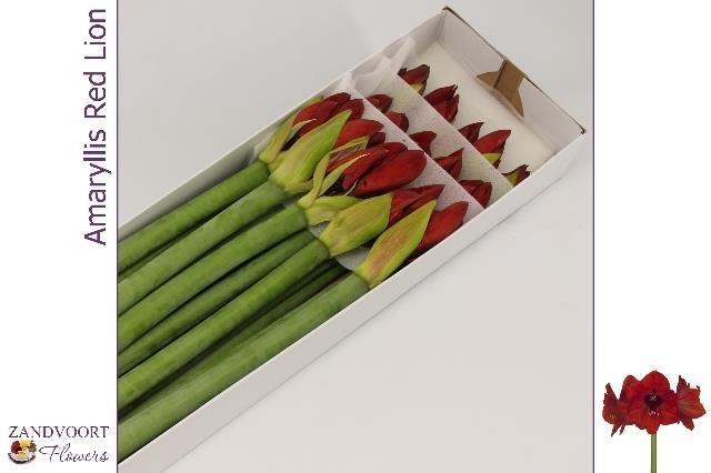 <h4>HIPP GA RED LION</h4>