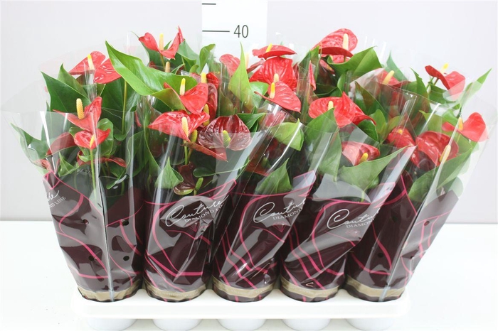 <h4>Anth An Esudo</h4>