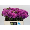 Dahlia Glamour