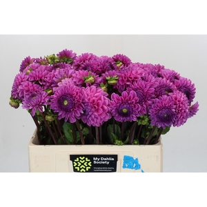 Dahlia Glamour