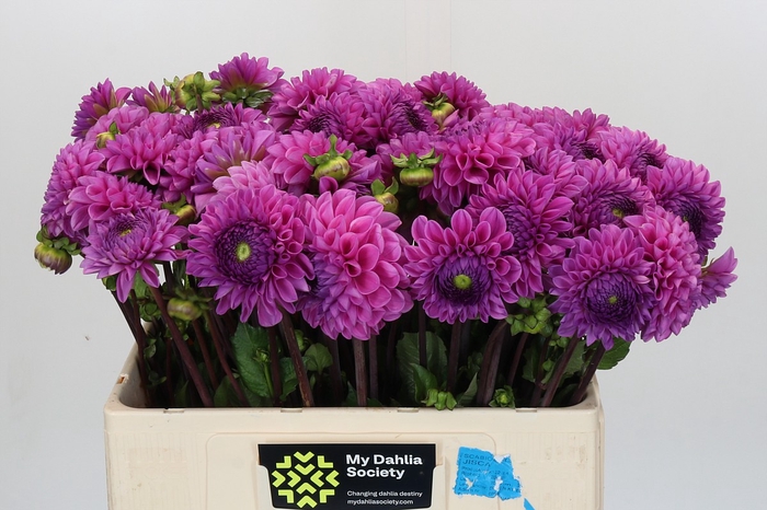 <h4>Dahlia Glamour</h4>