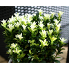 Euonymus japonicus overig