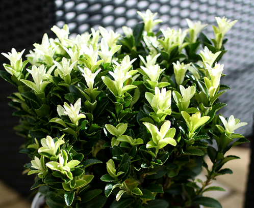 Euonymus japonicus overig