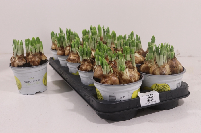 <h4>NARC O TETE A TETE</h4>