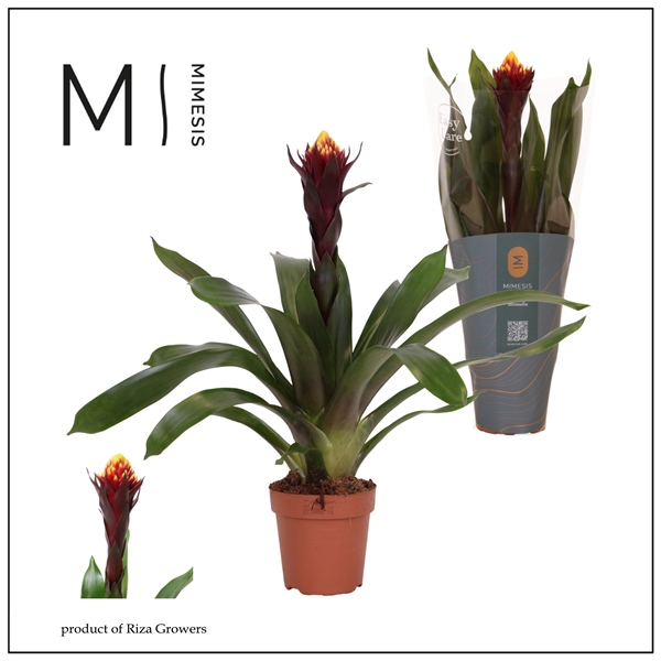 <h4>Mimesis Guzmania Rockyflower Akabar - 12 cm</h4>