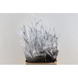 Dried Strelitziablad 10pc White P. Stem