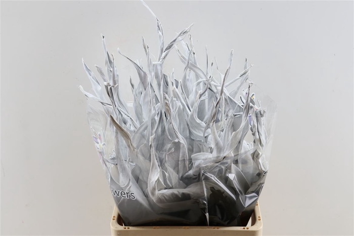 <h4>Dried Strelitziablad 10pc White P. Stem</h4>