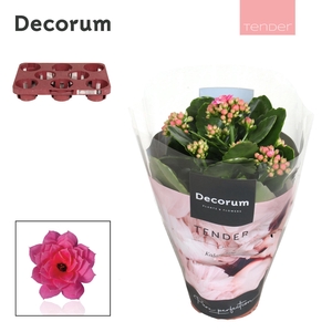 Kalanchoe Decorum TENDER- Serenity Pink