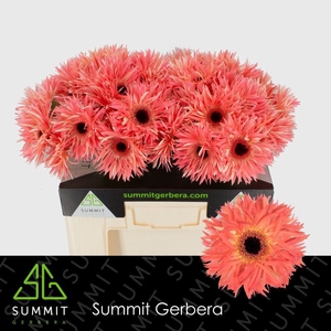 Gerbera Spider Sensini Water