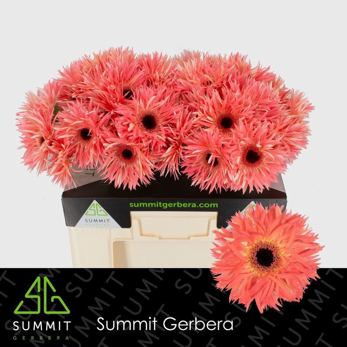 <h4>Gerbera Spider Sensini Water</h4>