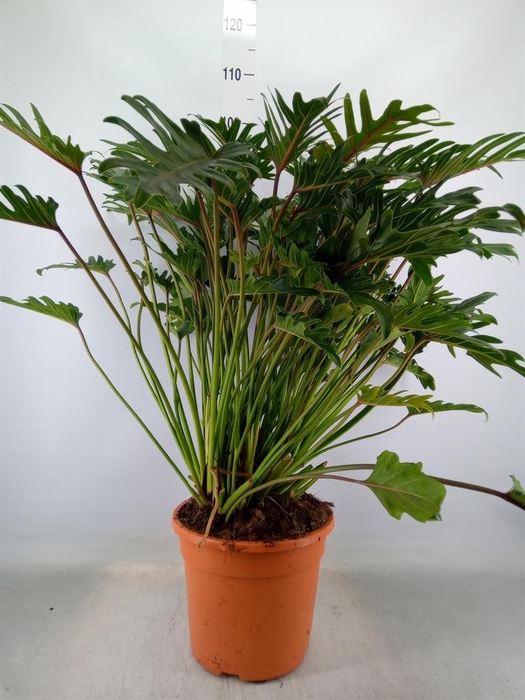 <h4>Philodendron xanadu</h4>
