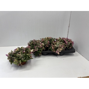 Tradescantia fluminensis Quadricolor 13Ø 16cm
